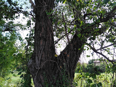 Tronco Populus nigra Tronco Populus nigra