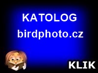 KATALOG - PHOTO