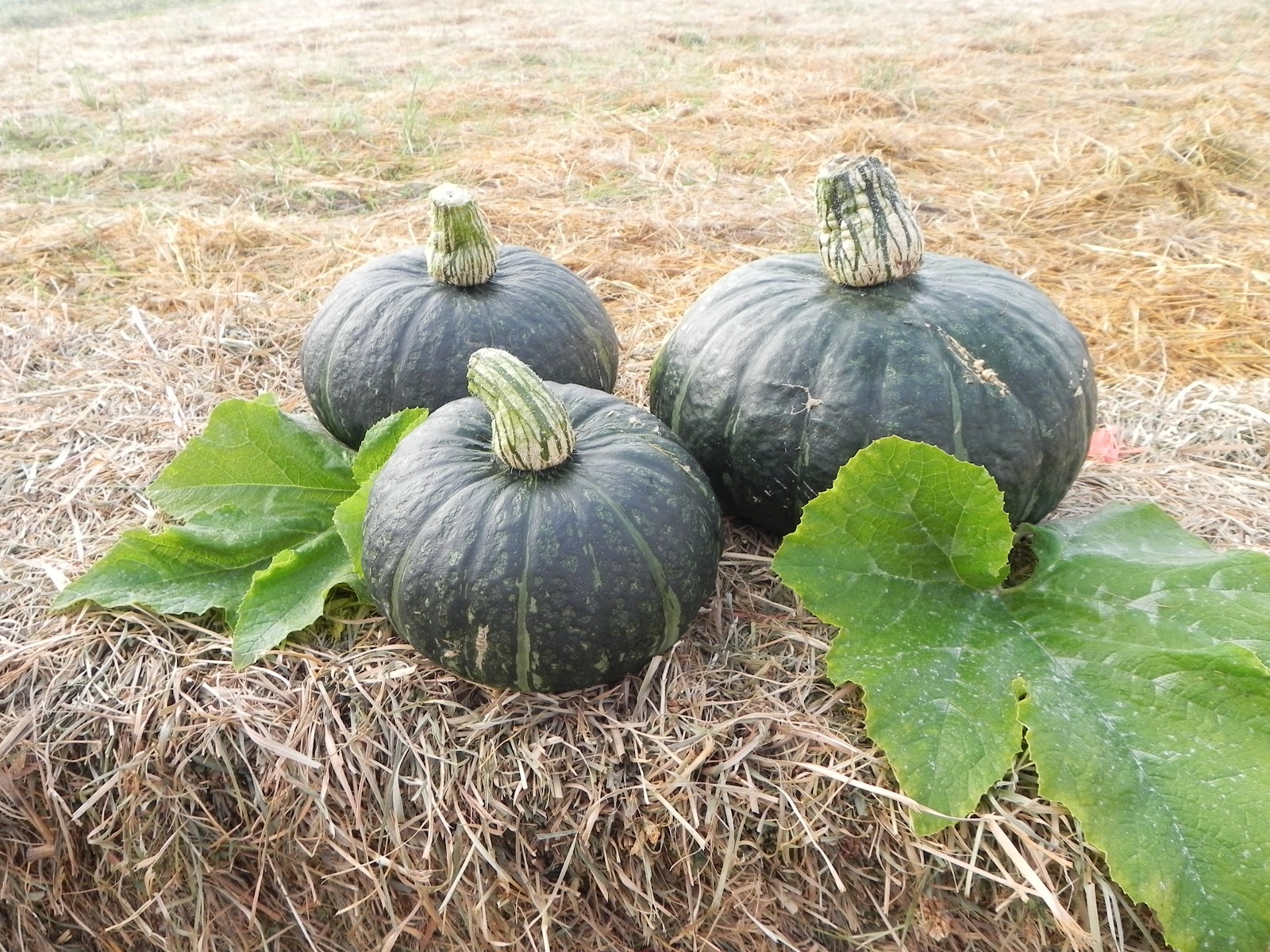 Osborne Seed Company Variety Trials Winter Squash Taste Test Results