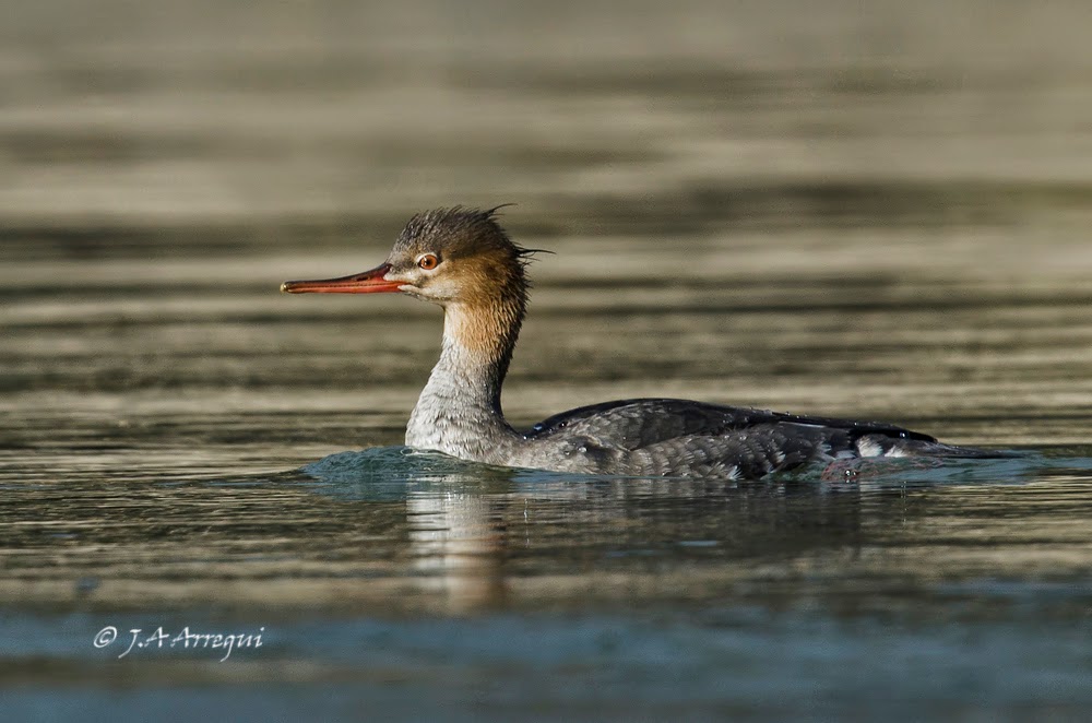 Serreta mediana, Mergus serrator, Red-breasted Merganser Serreta mediana, Mergus serrator, Red-breasted Merganser