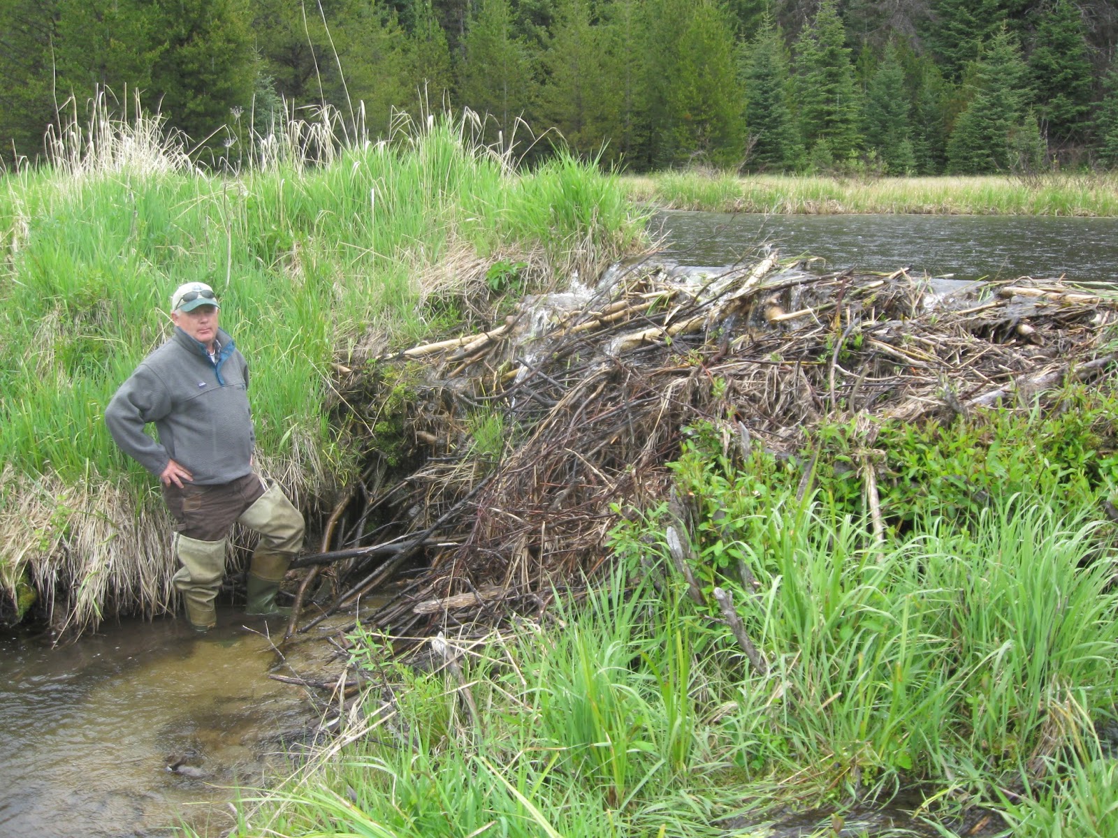 Washington Department of Ecology Beaver reintroduction a watershed success