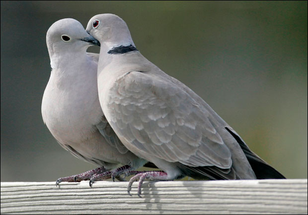 "Voices at the Window" by Sir Philip Sidney [poem analysis] Turtle+doves