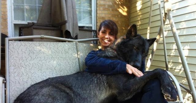 saint bernard wolf mix