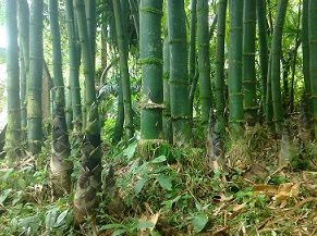 Nosso bambu