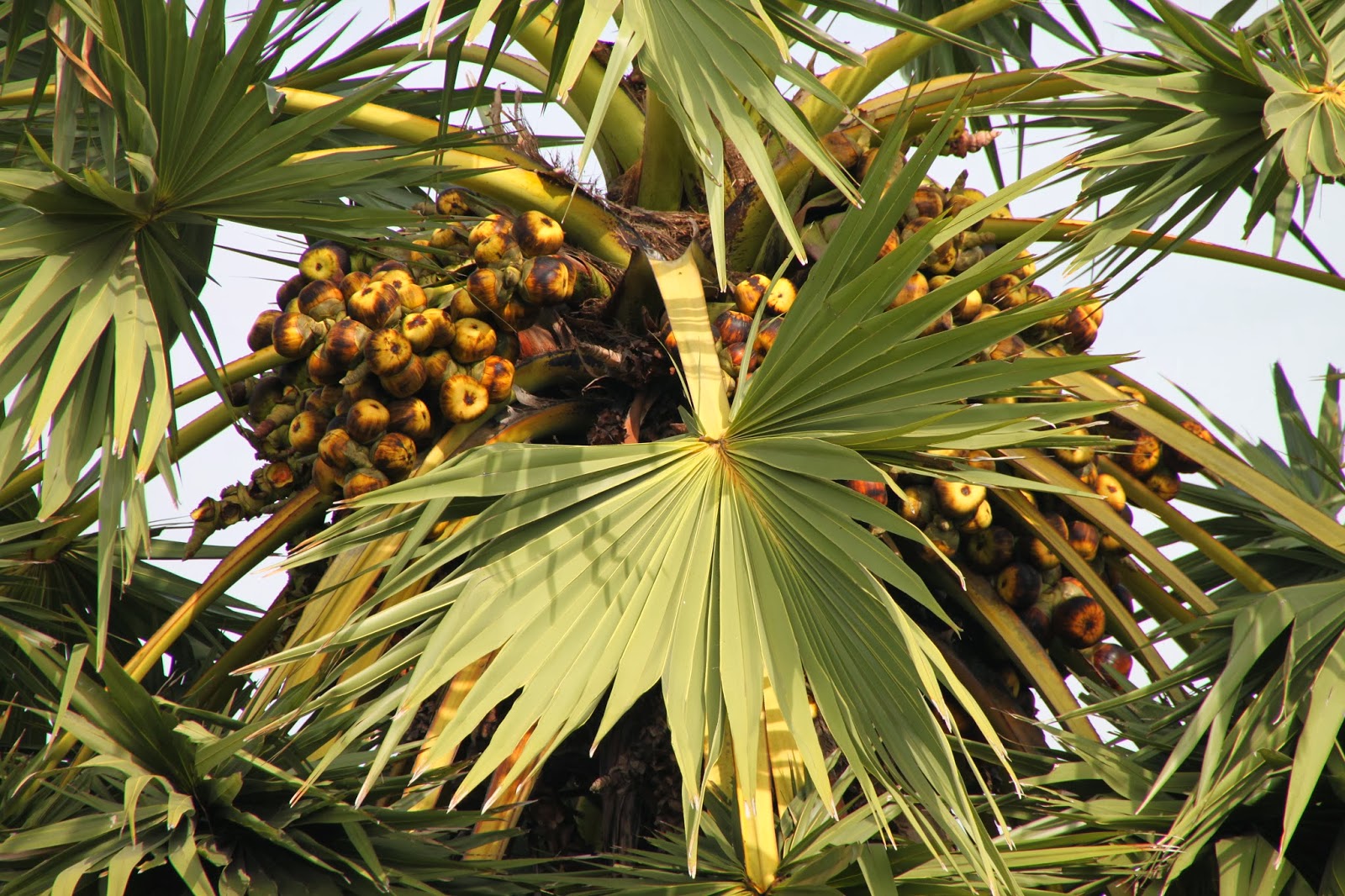 Trees and Plants Cambodian Sugar Palm Tree
