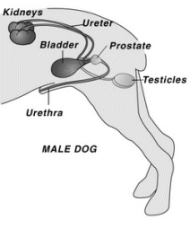 Canine enlarged prostate problems fixed