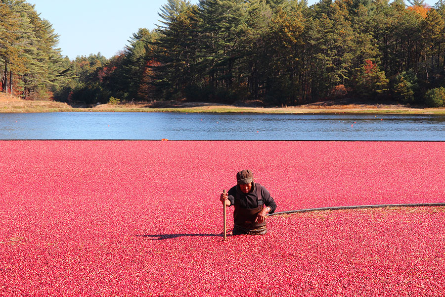 Magic of Fall on Cape Cod Starfish