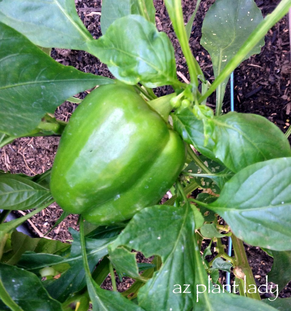 Sweet Pepper Plant