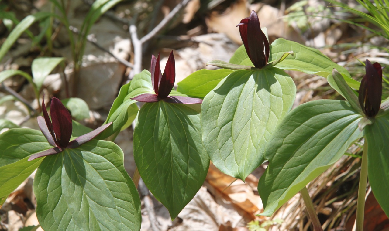 Kalamazoo Seasons Trillium Ravine