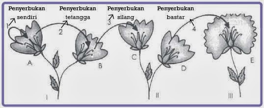 Amin Tabin Macam Macam Penyerbukan