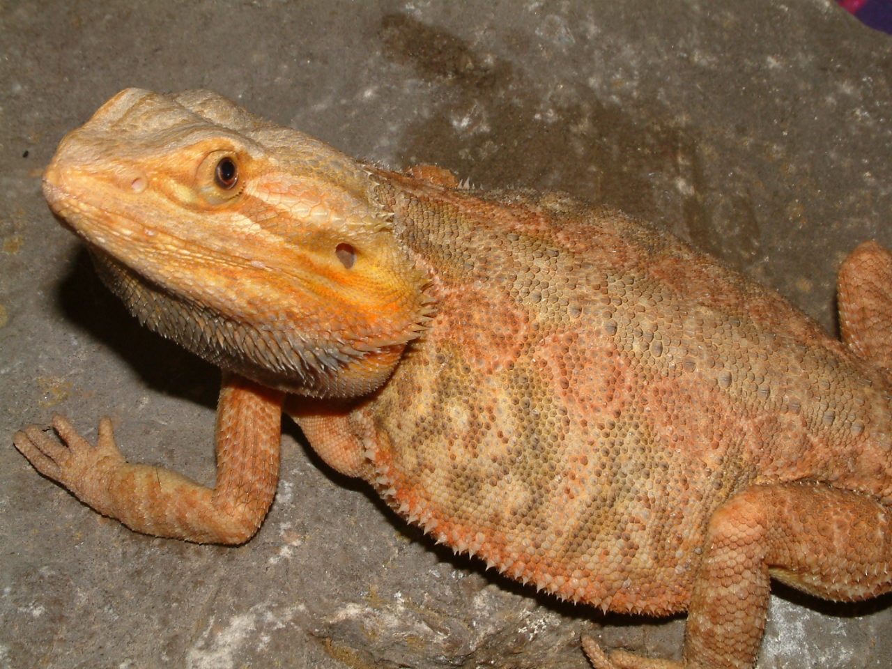 leatherback bearded dragon