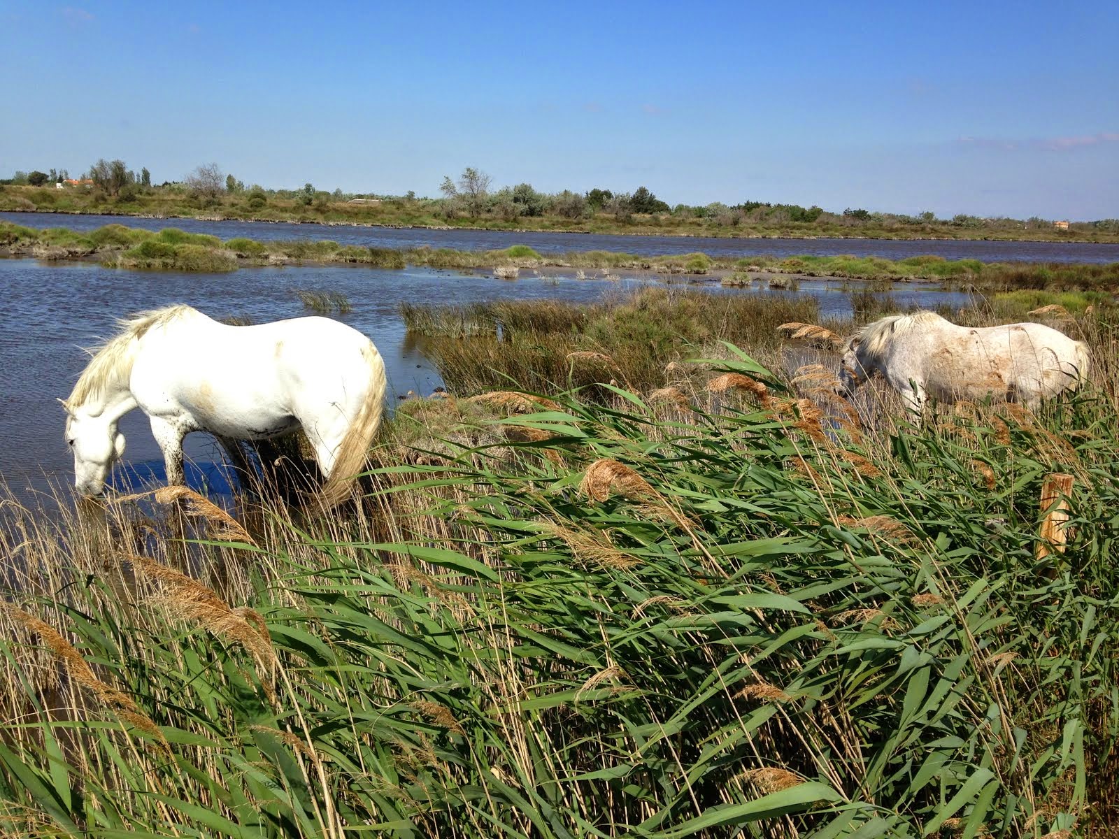 Horses, marshes and mistral, on the D570, Camargue