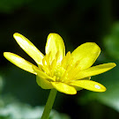 http://wild-flowers-of-europe.blogspot.nl/2014/12/ranunculus-ficaria.html