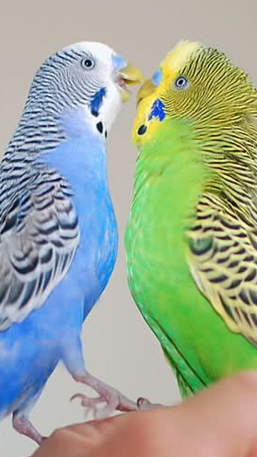 Wallpaper For Mobile Love Birds