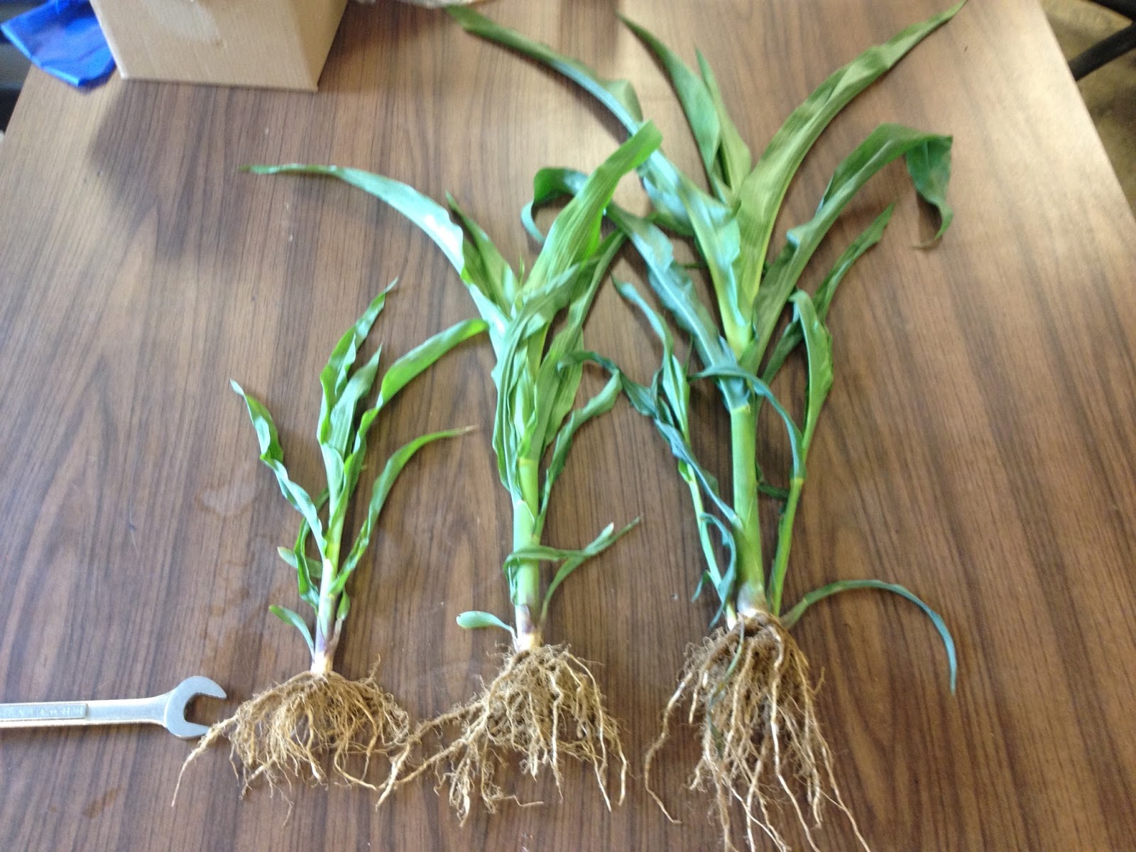 Grain Crops Update Corn Nutrient Deficiency from Sidewall Compaction