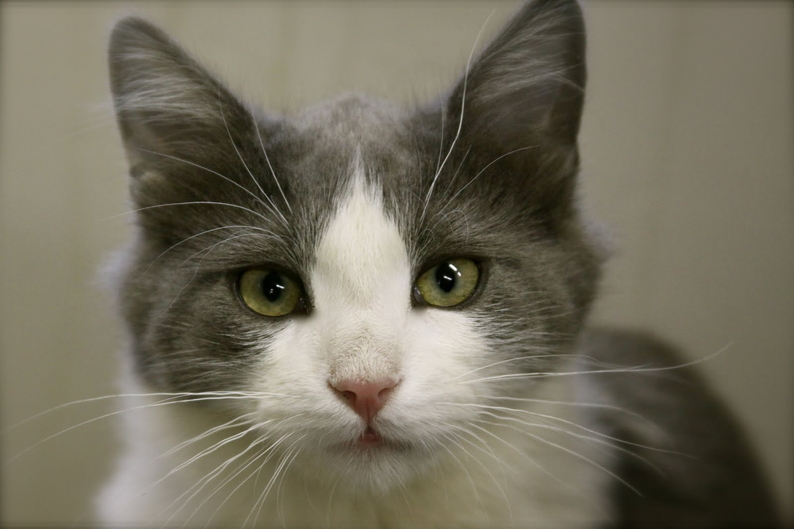 Homestead Revival Barn Cats