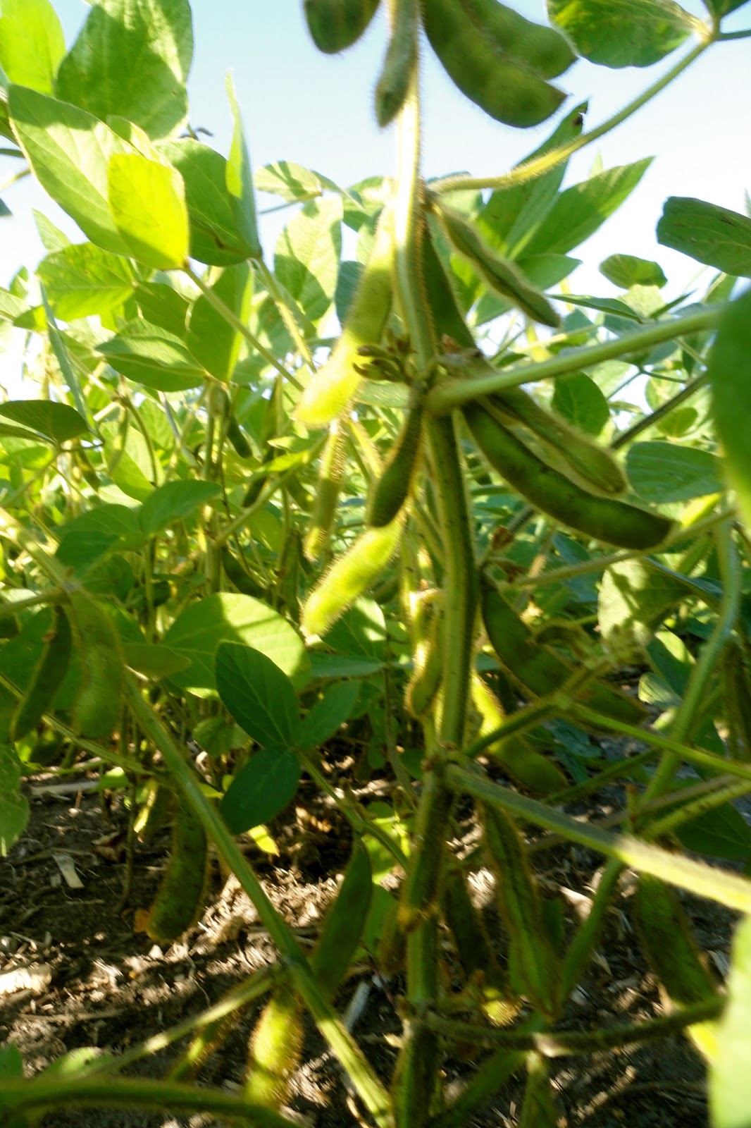 Griggs Dakota No Rain = Dry Soybean Fields
