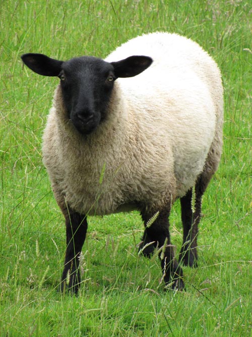 Blue Moon River Suffolk Sheep 1, painted