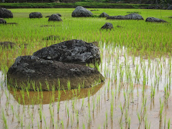 Nouvelle plantation de riz, quel beau vert !