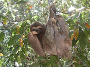  and it doesn't look like he's . three toed sloth 