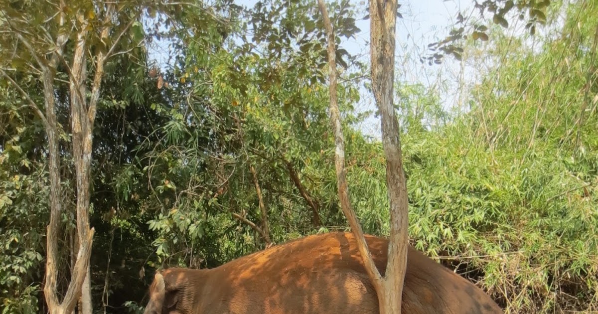 Think Elephants International Inside the Elephant's Toolbox