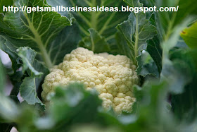 Cauliflower Farming Business
