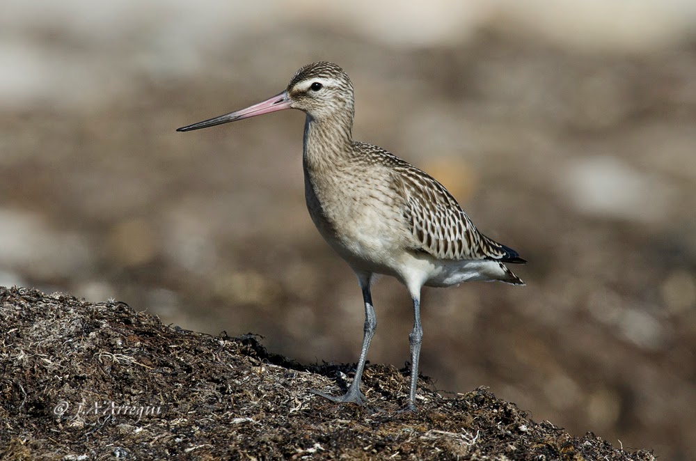 Aguja colipinta, Limosa lapponica, Bar-tailed Godwit Aguja colipinta, Limosa lapponica, Bar-tailed Godwit