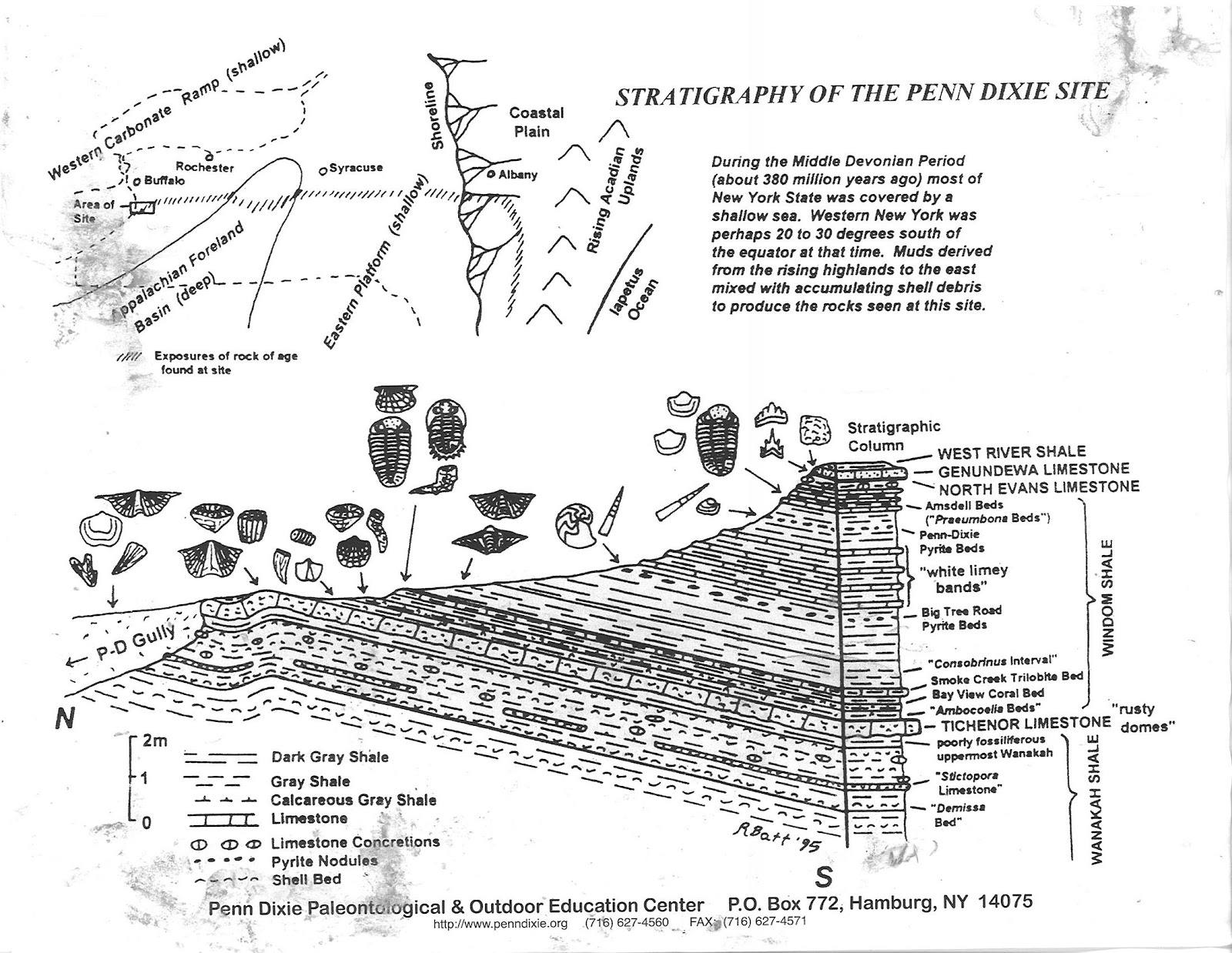 Sand Dollar Diagram