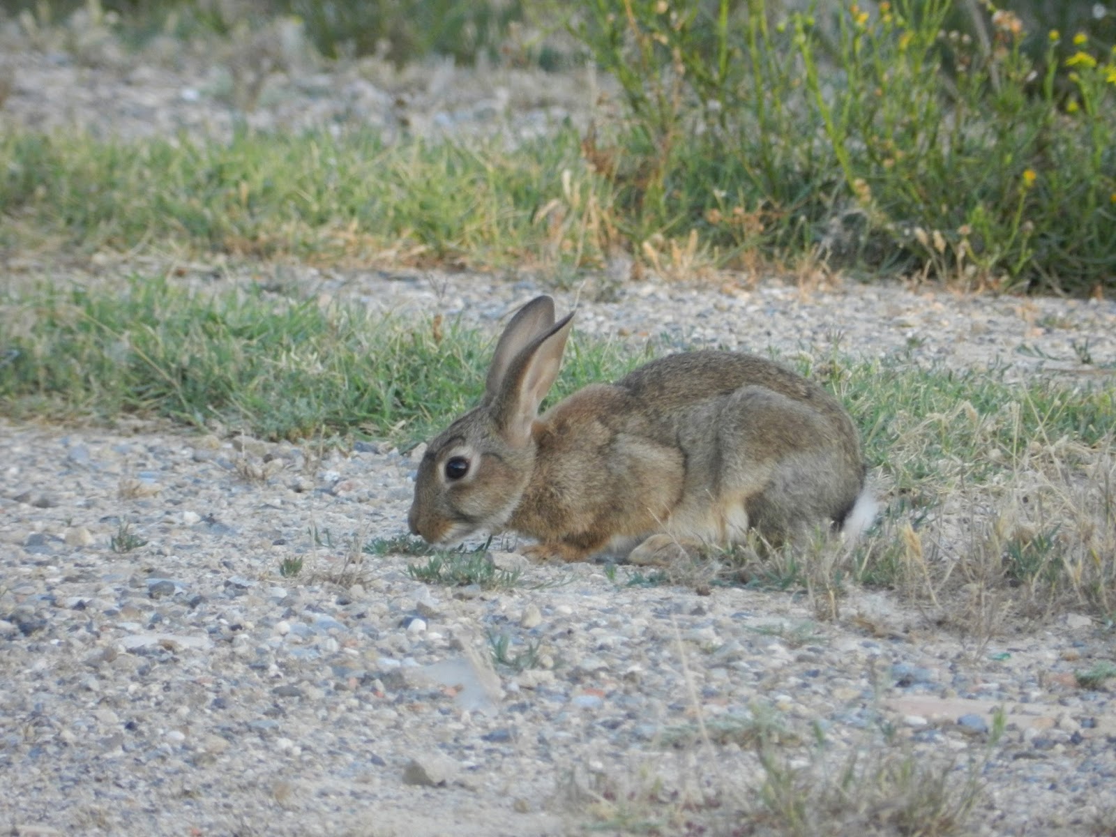 Site de rencontre lapin