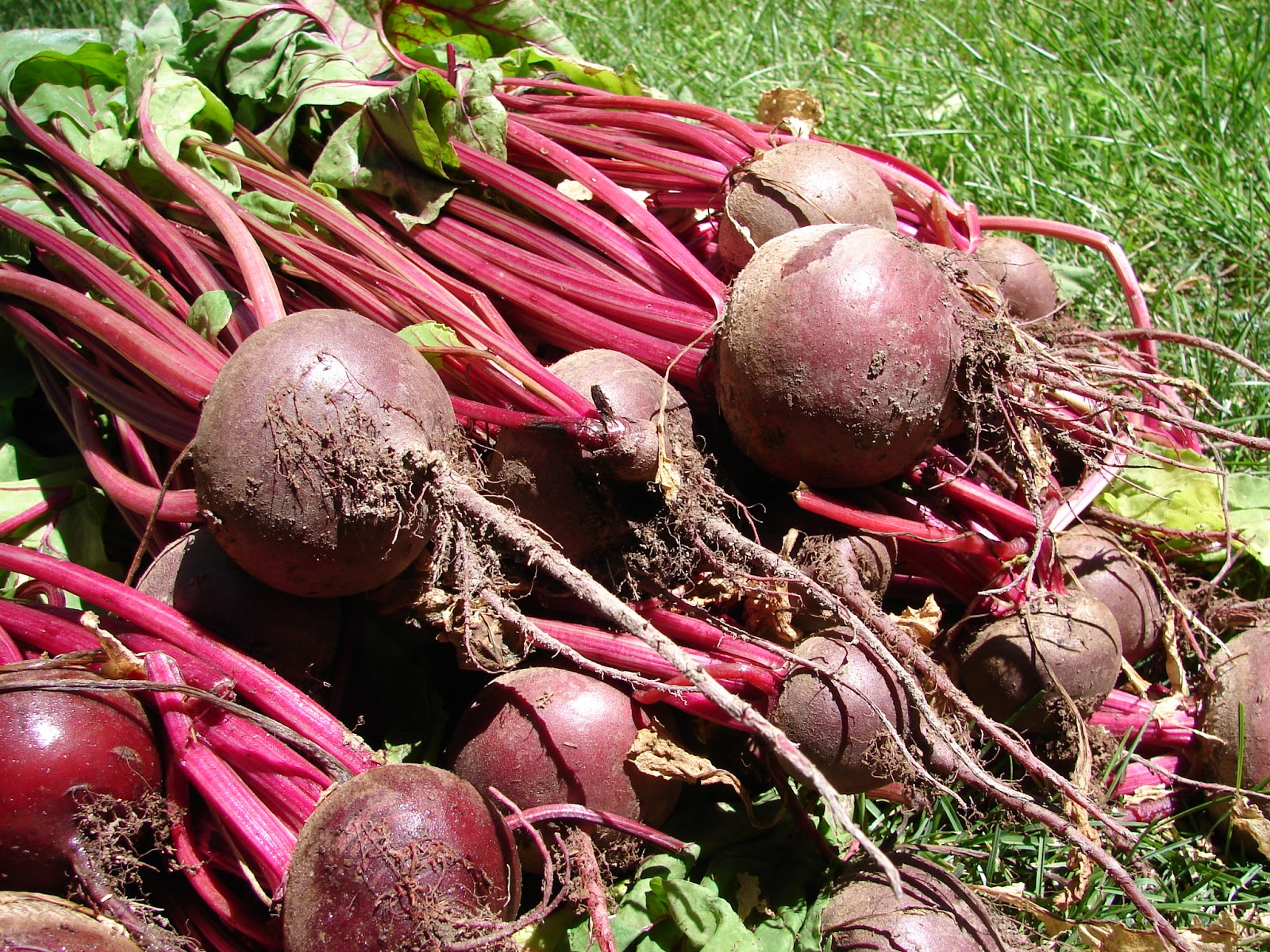 New Utah Gardener Harvesting Beets!