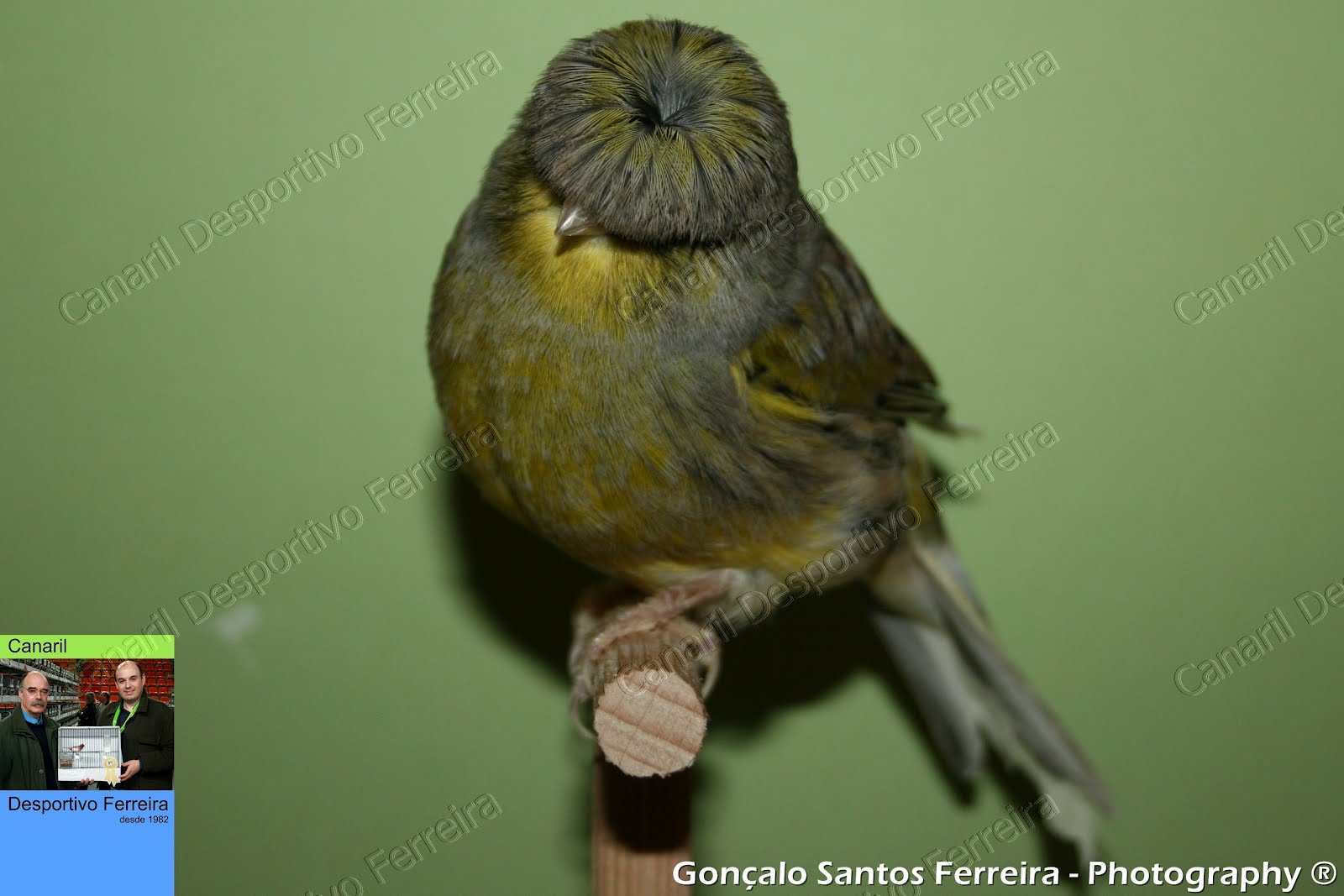 Gloster Fancy Canário Gloster Fancy Corona Verde / TPE, Macho