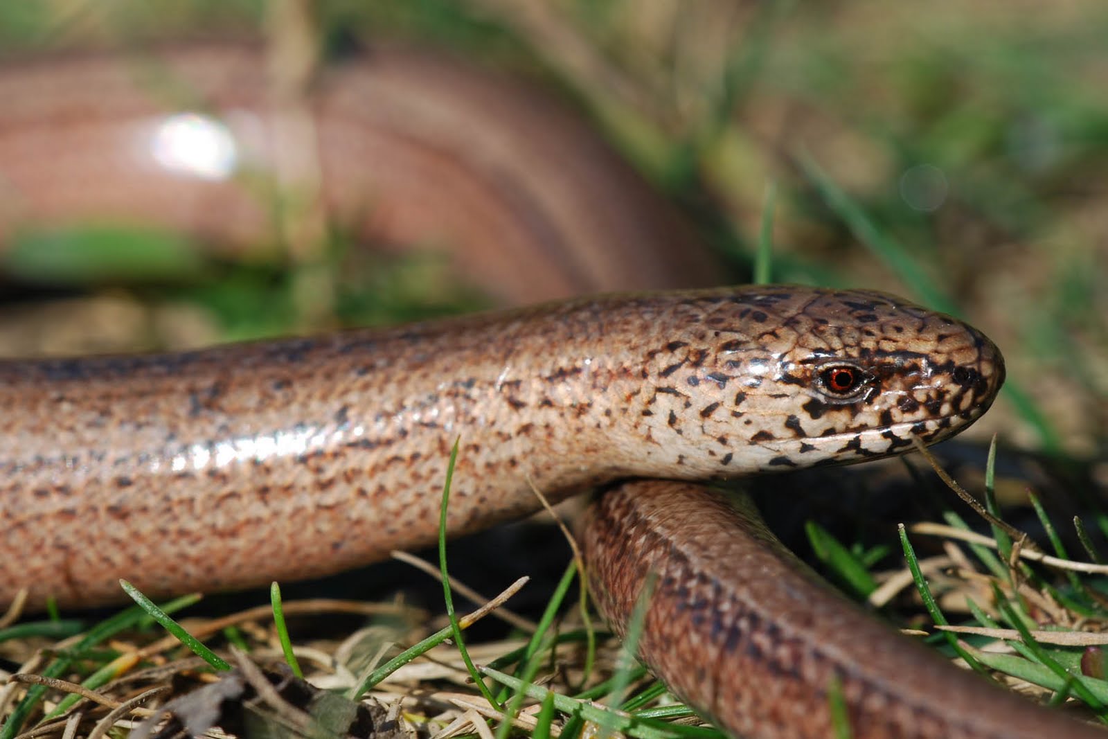 Slow Worm