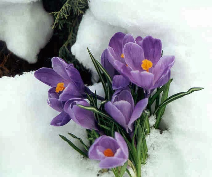 HOW TO GROW CROCUS FROM SEED The Garden of Eaden