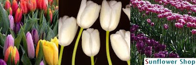hoa-tulip