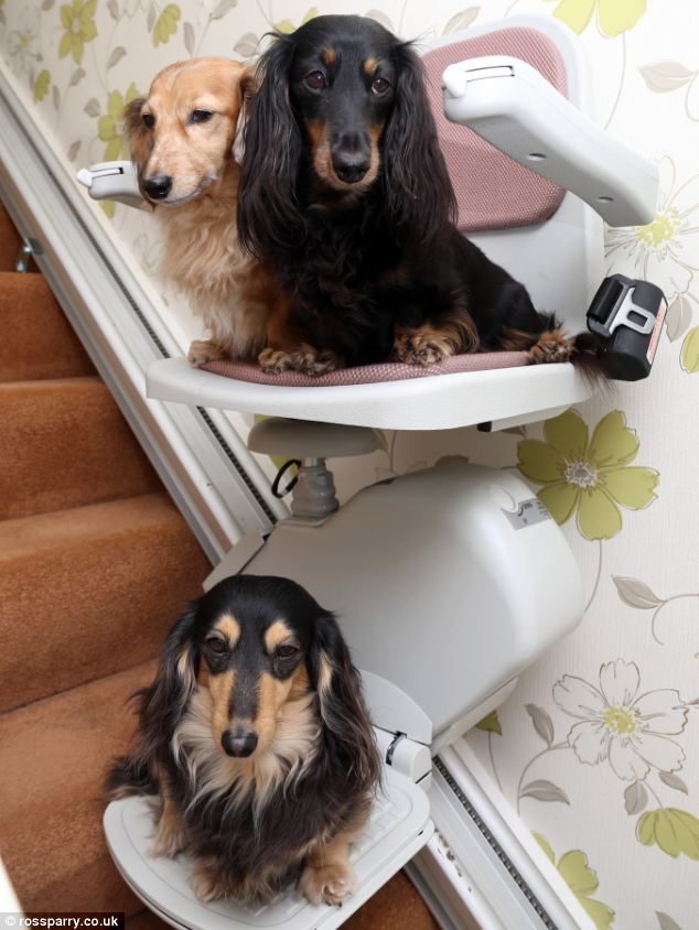 The Long and Short of it All A Dachshund Dog News Magazine The £1,500