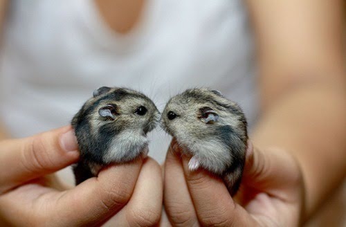 Cute Little Animals