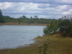 Hippos in Kasungu Park