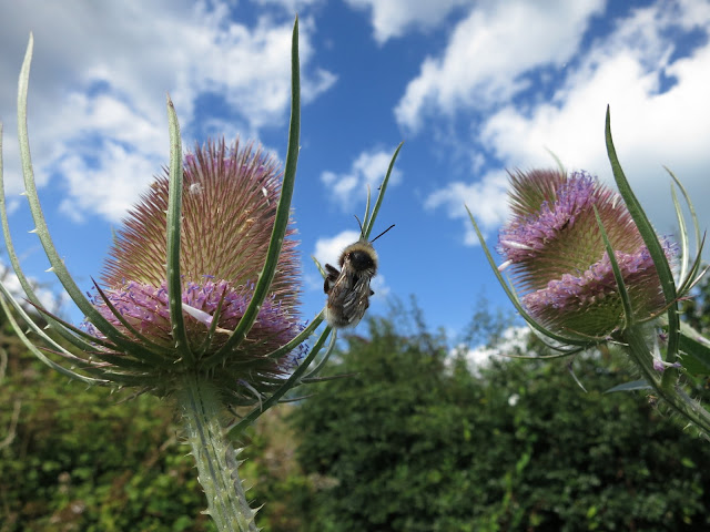 Bee on Teasels, Dorset