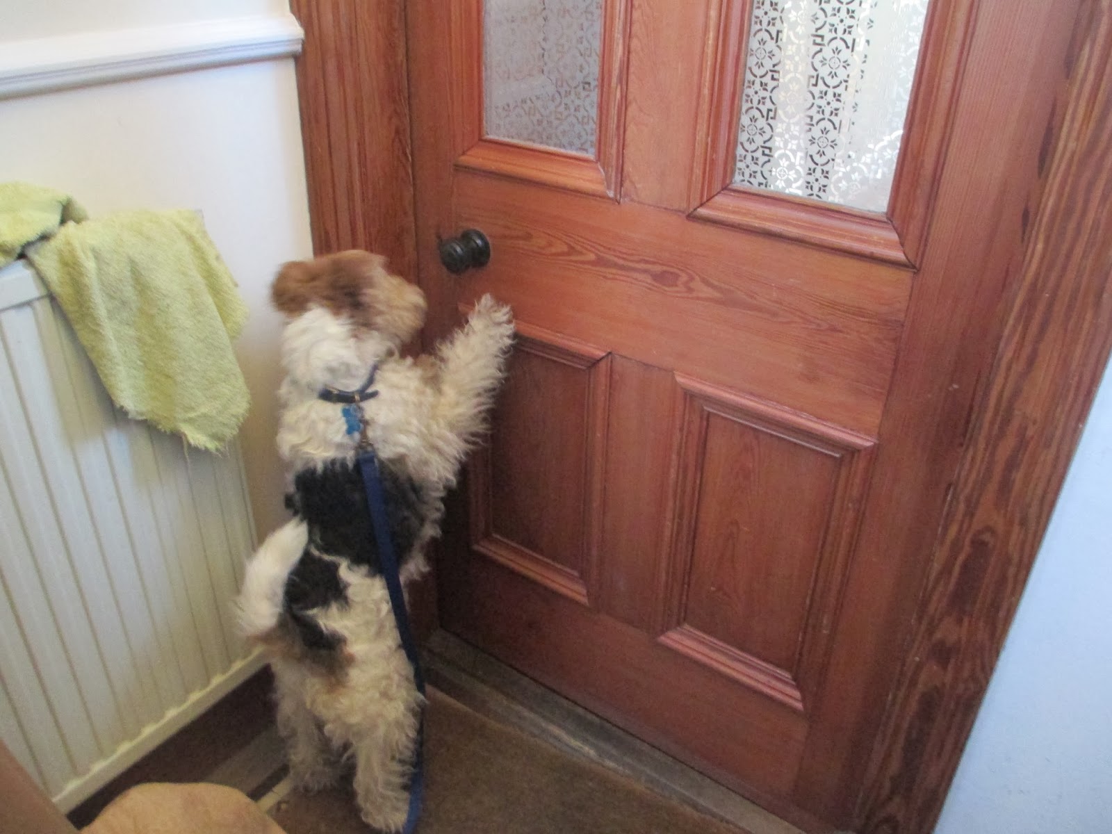 Bouncing Bertie S Blog Towel Rhymes With Growl