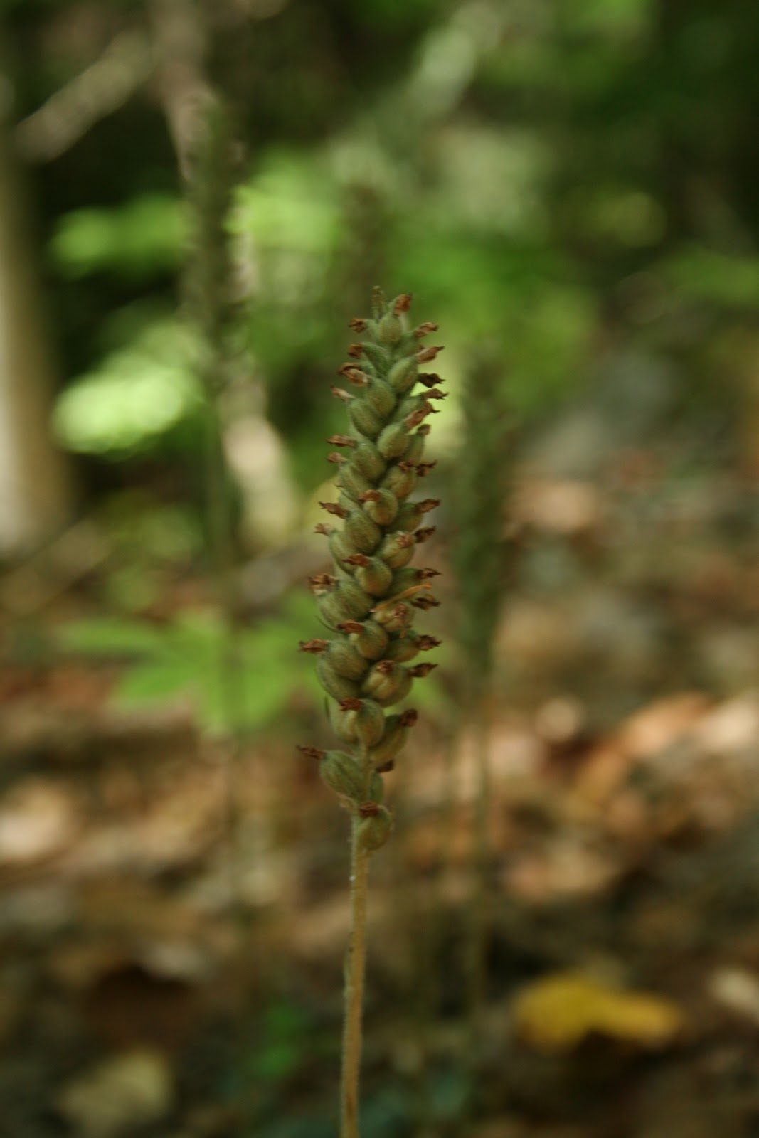Spicebush Log: Rattlesnake Plantain