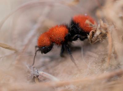 Red Velvet Ants, Dasymutilla aureola pacifica