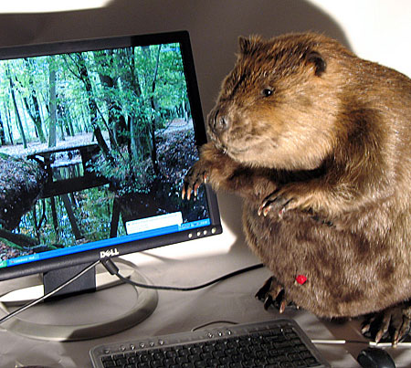 A Beaver