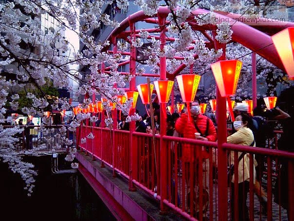 東京賞櫻景點-目黑川,日比谷中目黑站步行1分鐘