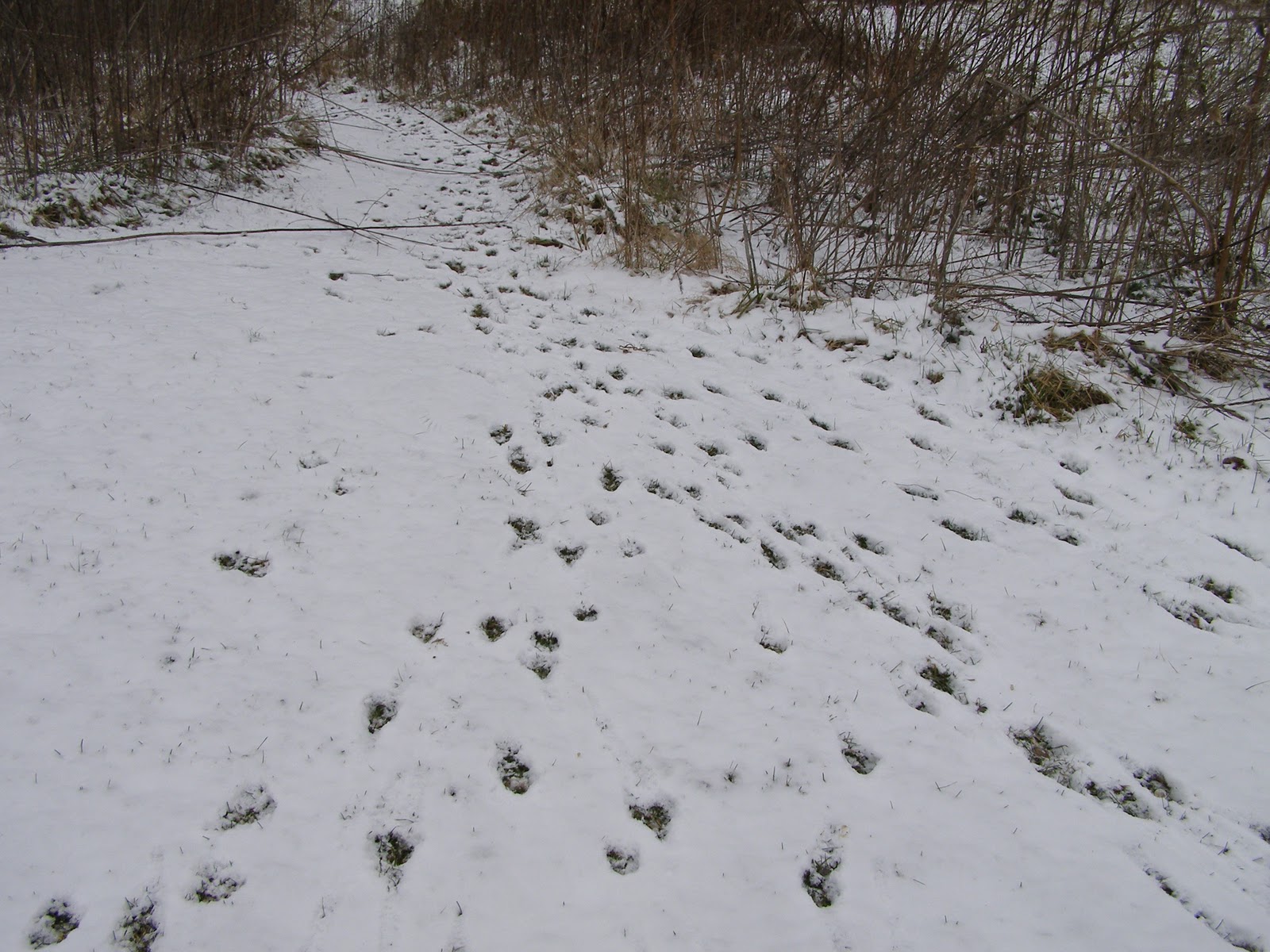 tracks snow jay deer whitetail few barrens far park