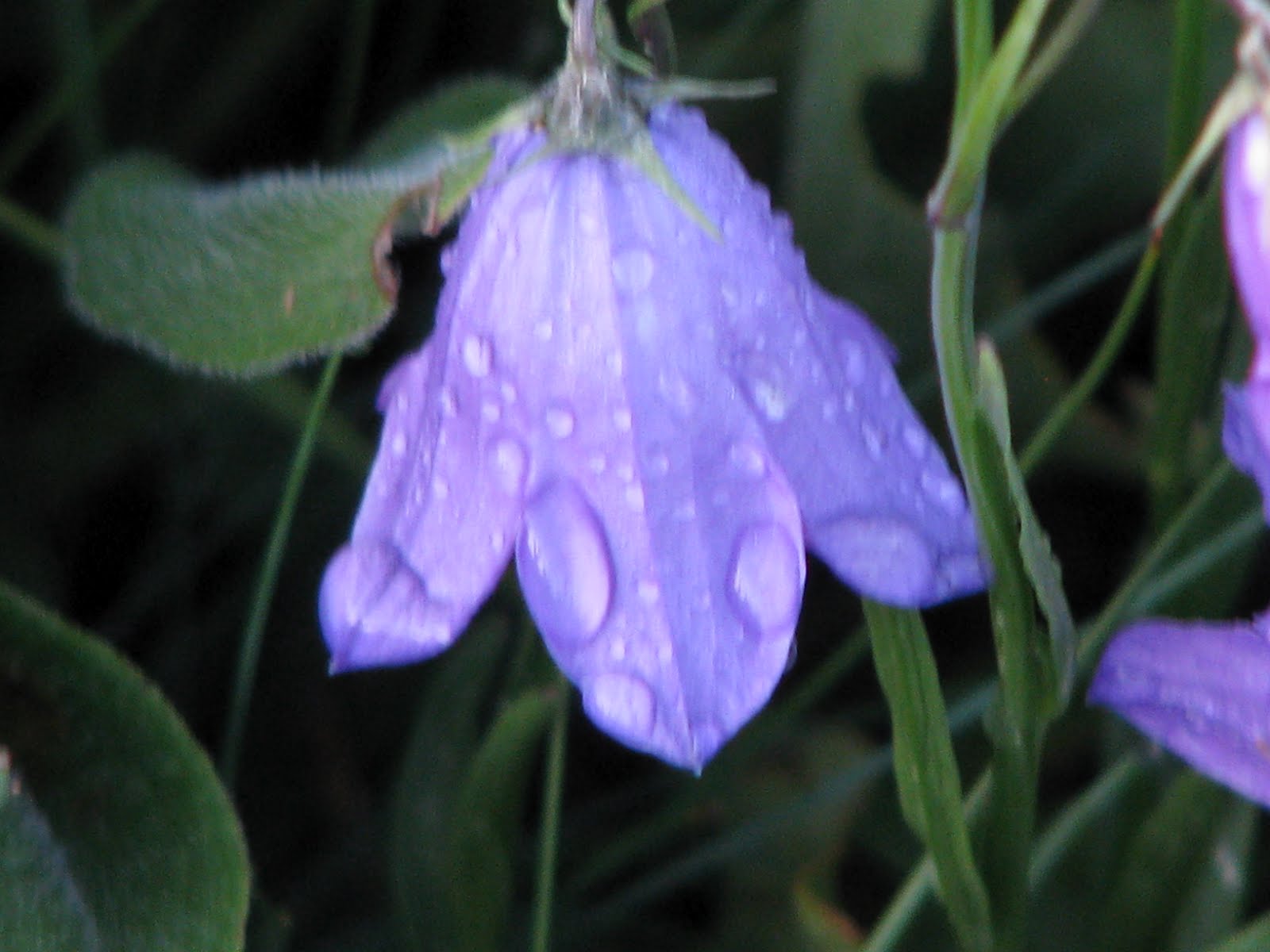 blue wildflowers