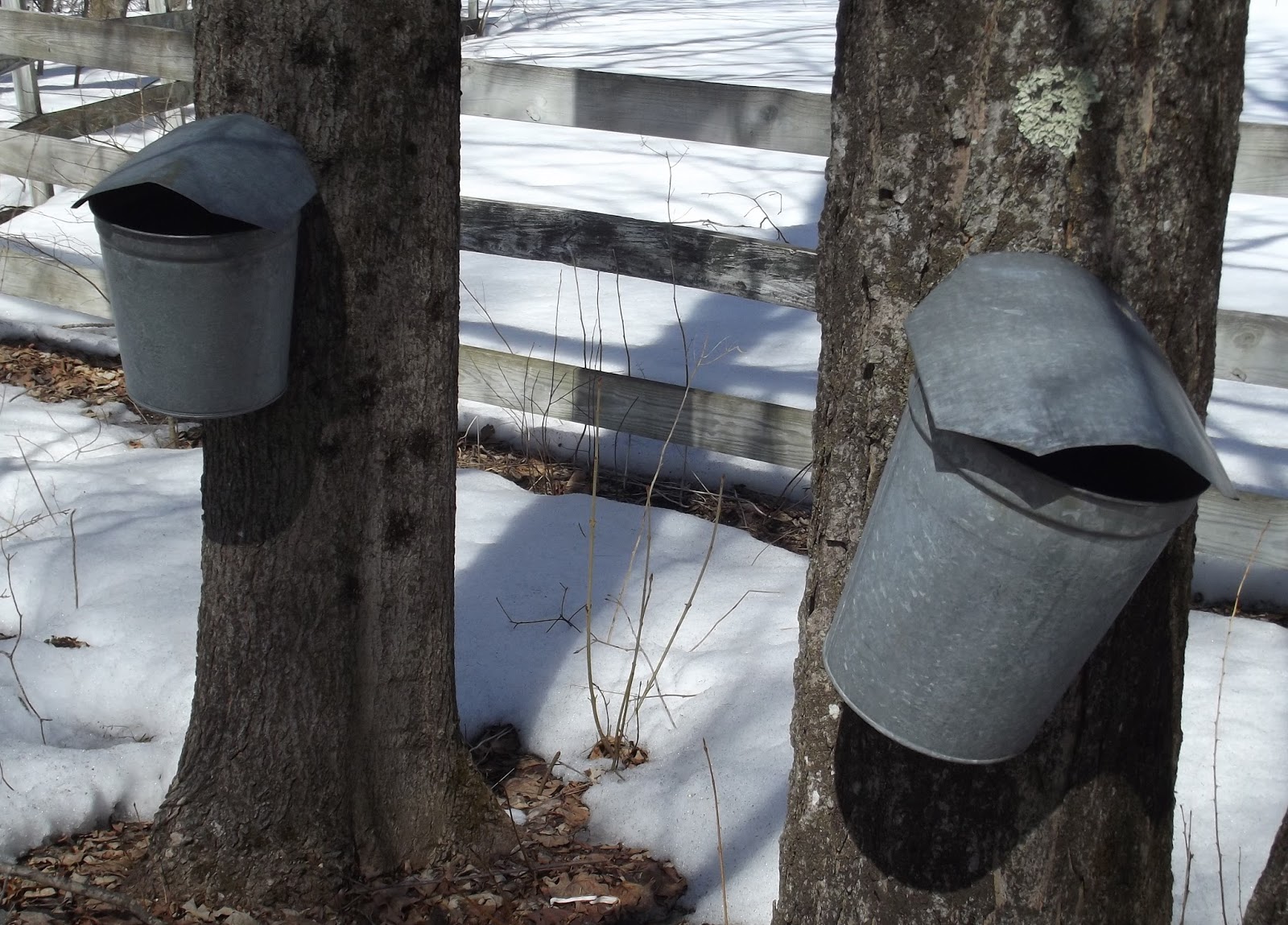 The Old Granite Step Our maple syrup was delivered yesterday!
