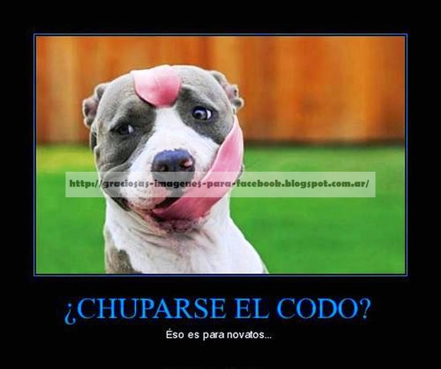 Imágenes Graciosas y humor en ingles Imagenes que te matan de la risa