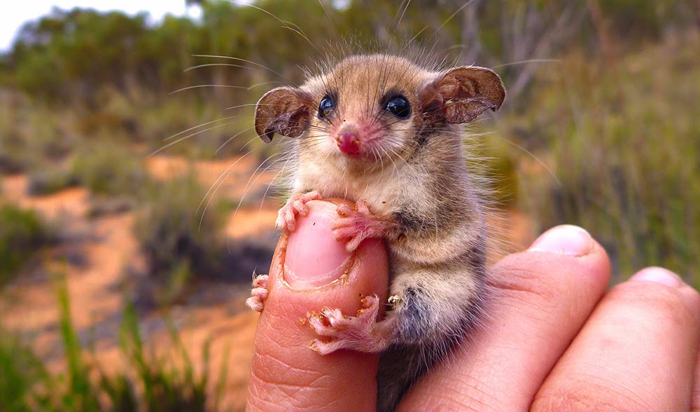 Pygmy%2Bpossum.jpg