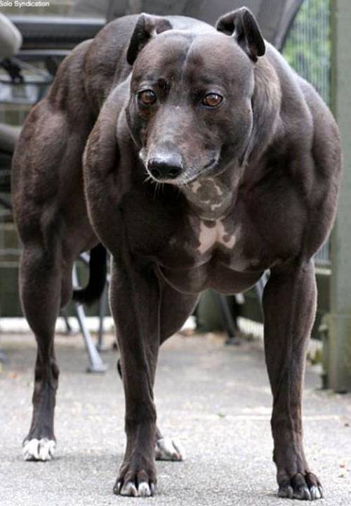 TOP 15 STRONGEST DOGS IN THE WORLD
