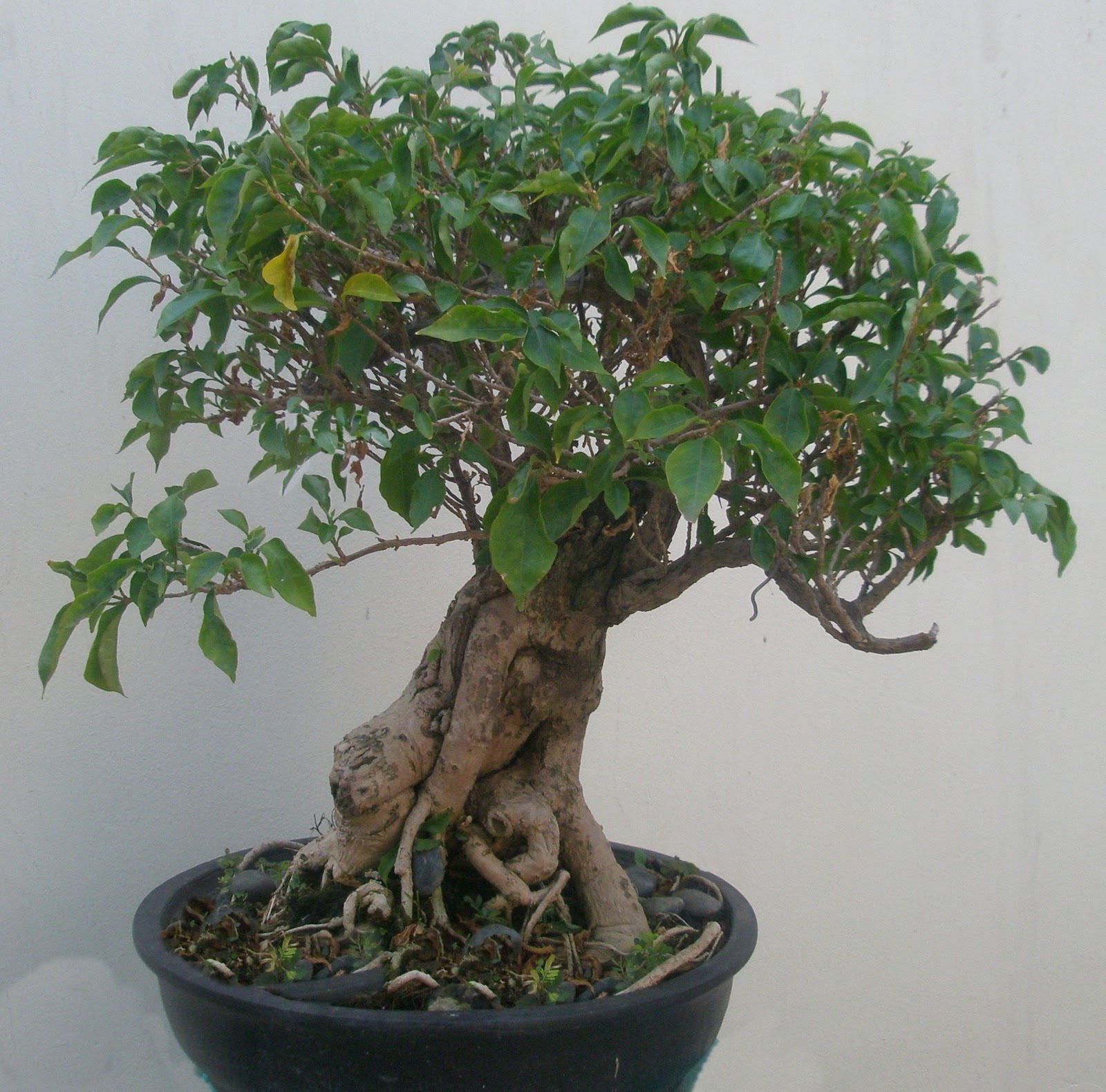 art-hr.bonsai: Kembang Kertas ( Bougenvillea )